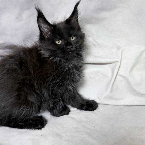 Maine Coon NOV Galatea