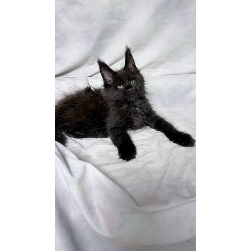 Maine Coon NOV Galaxy