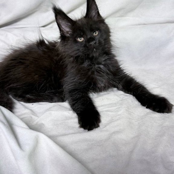Maine Coon NOV Galaxy