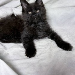 Maine Coon NOV Galaxy
