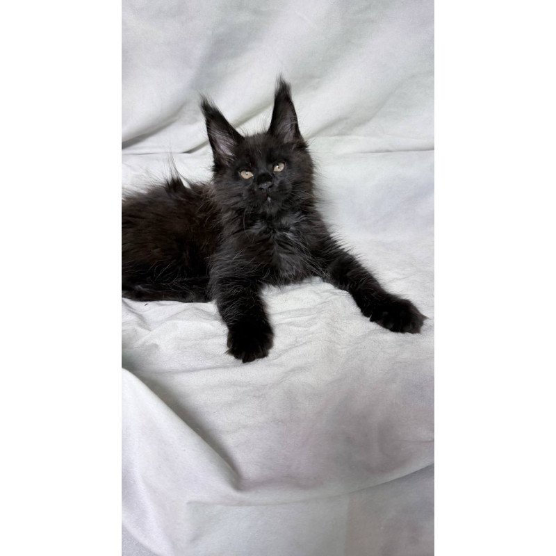 Maine Coon NOV Galaxy