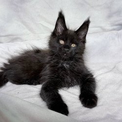 Maine Coon NOV Galaxy