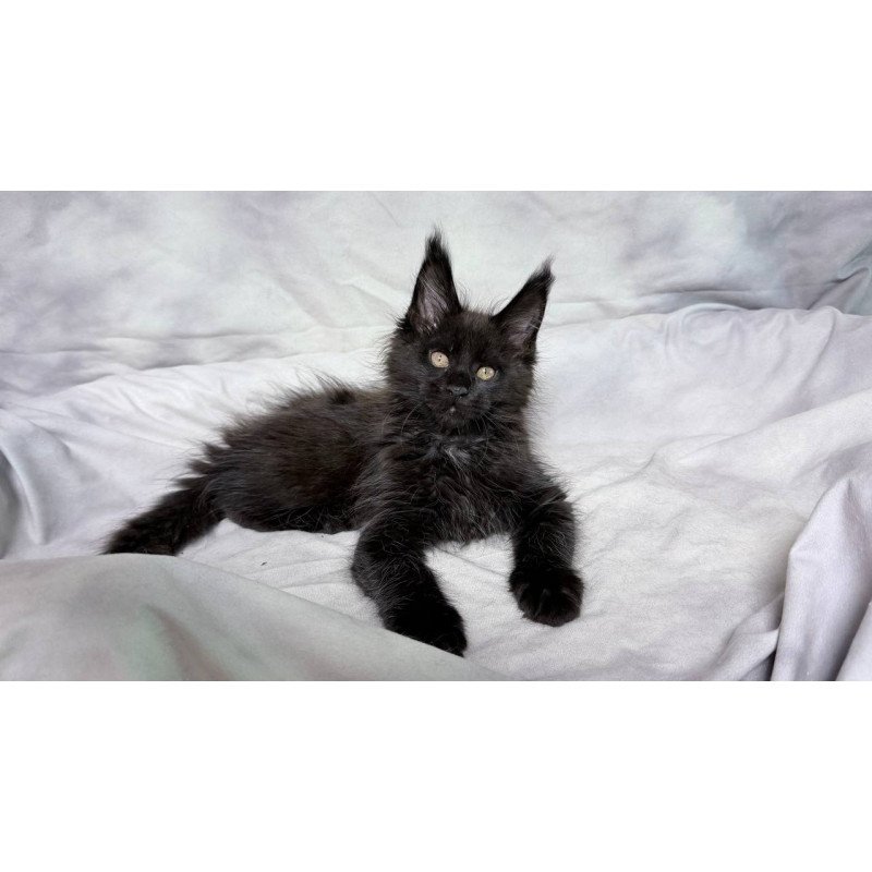 Maine Coon NOV Galaxy