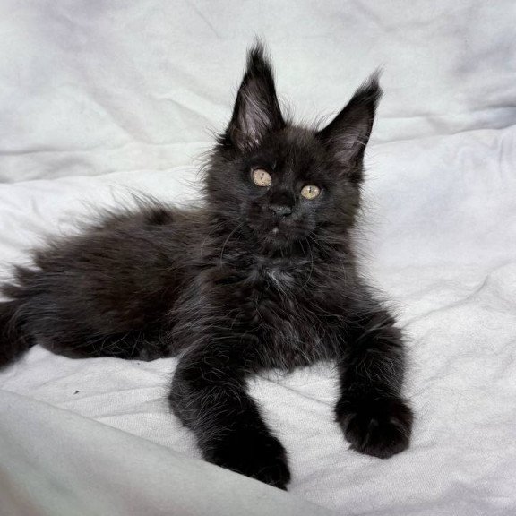 Maine Coon NOV Galaxy