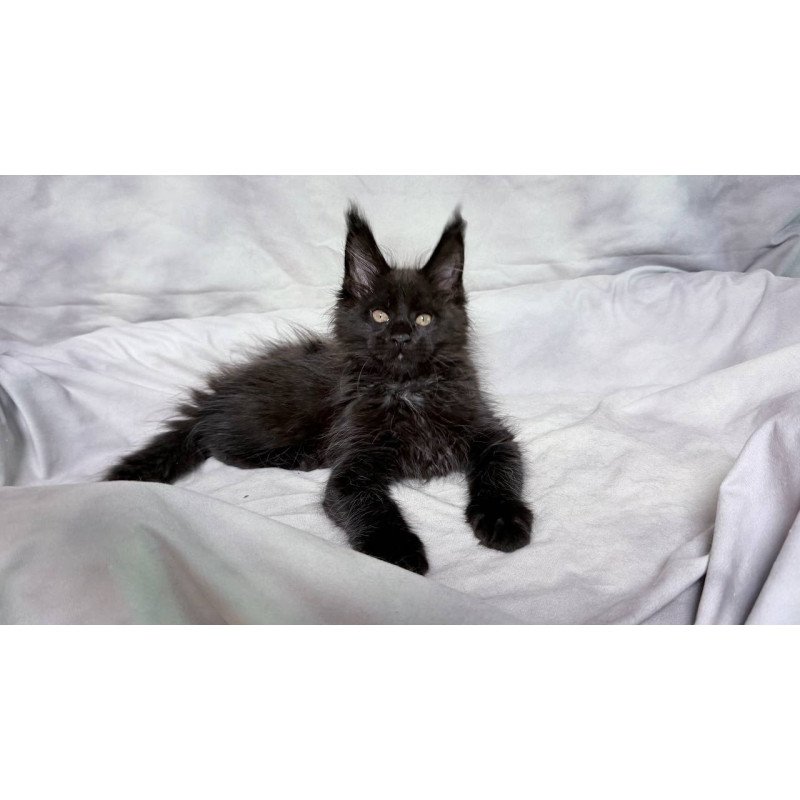 Maine Coon NOV Galaxy
