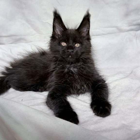 Maine Coon NOV Galaxy