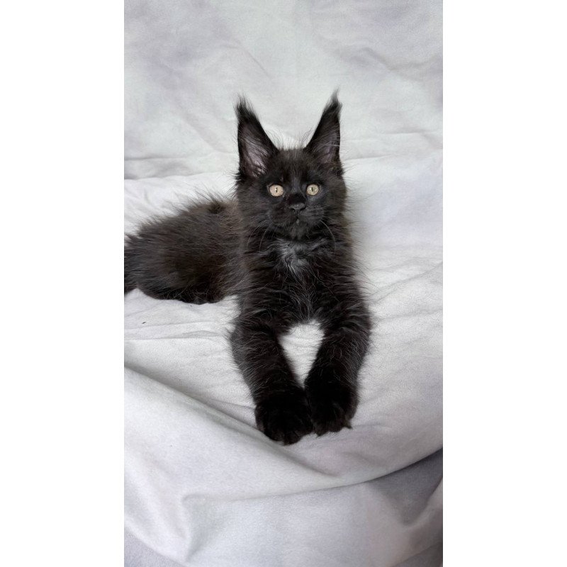 Maine Coon NOV Galaxy