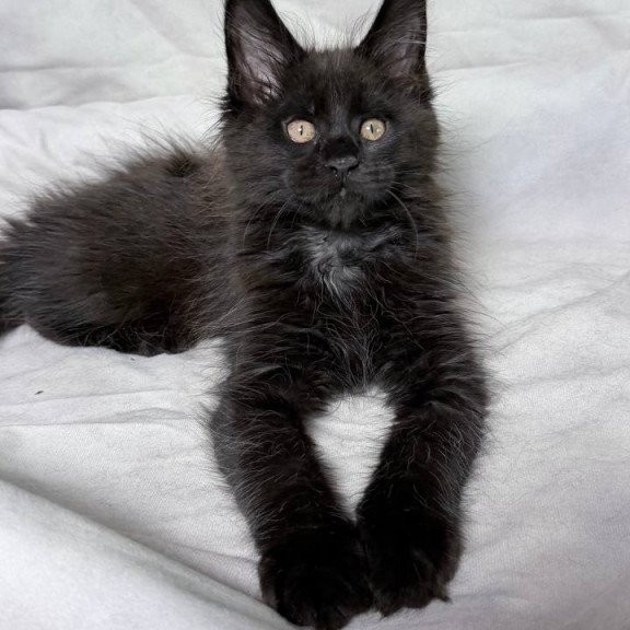 Maine Coon NOV Galaxy