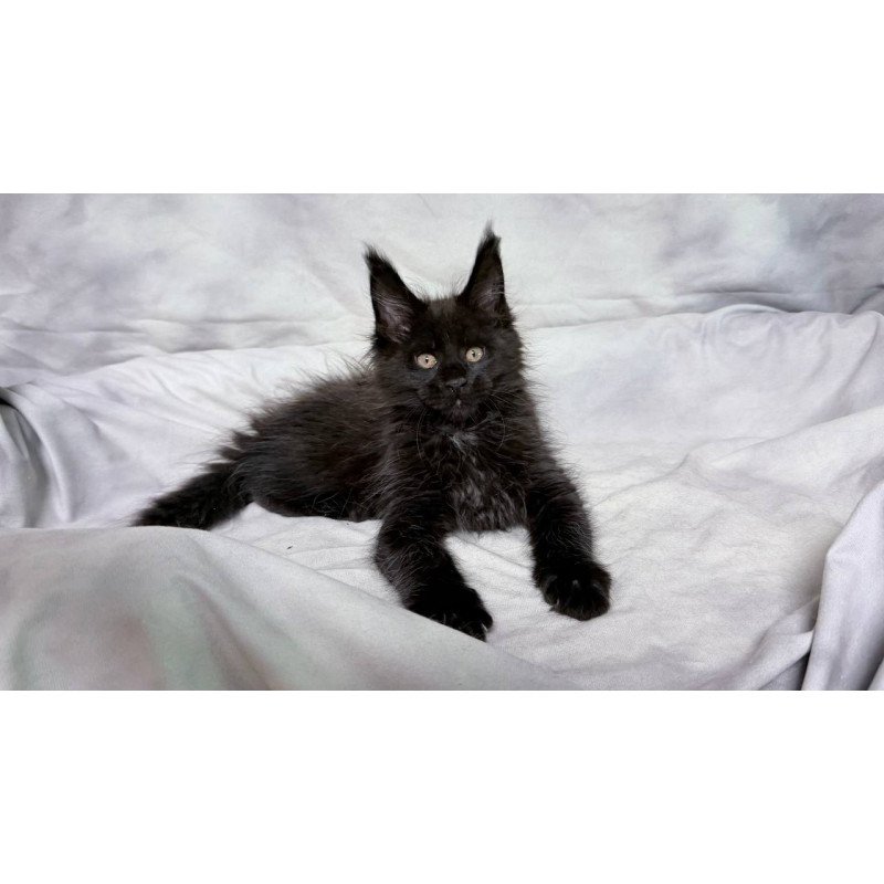 Maine Coon NOV Galaxy