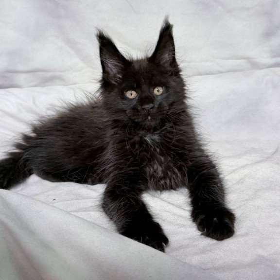 Maine Coon NOV Galaxy