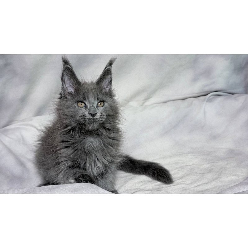 Maine Coon NOV Gracie