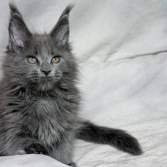 Maine Coon NOV Gracie