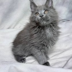 Maine Coon NOV Gracie