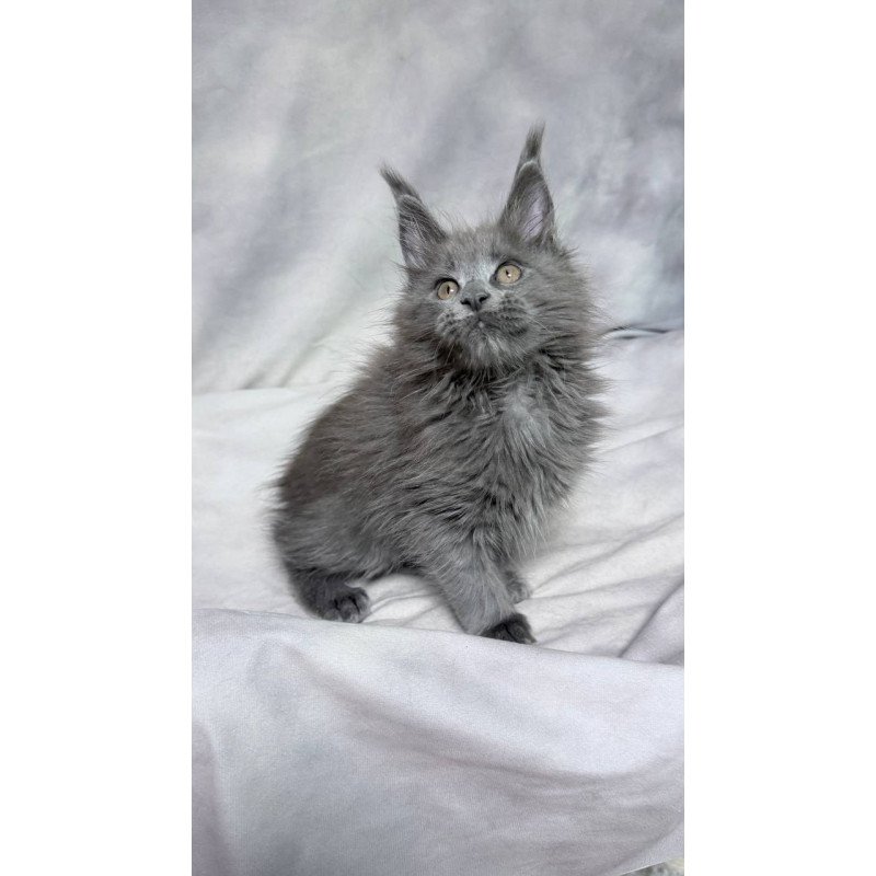 Maine Coon NOV Gracie