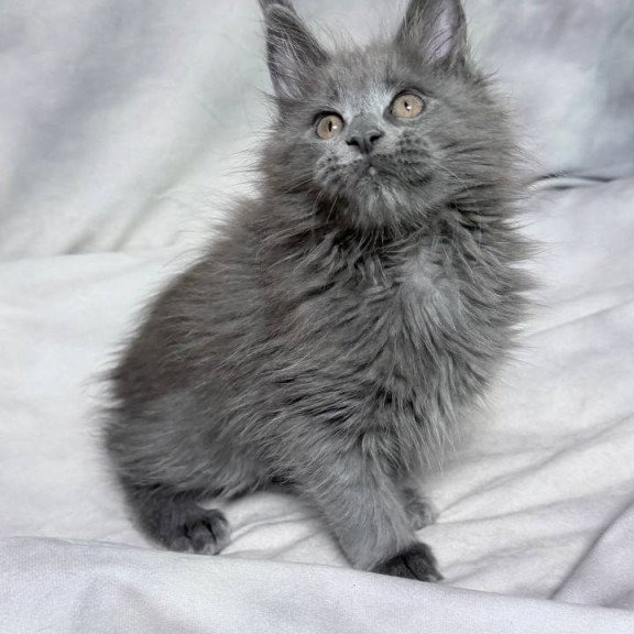 Maine Coon NOV Gracie