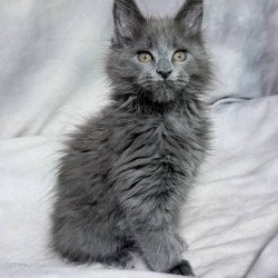 Maine Coon NOV Gracie