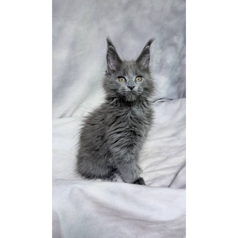 Maine Coon NOV Gracie