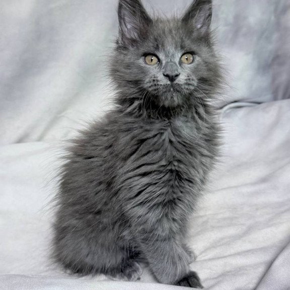 Maine Coon NOV Gracie