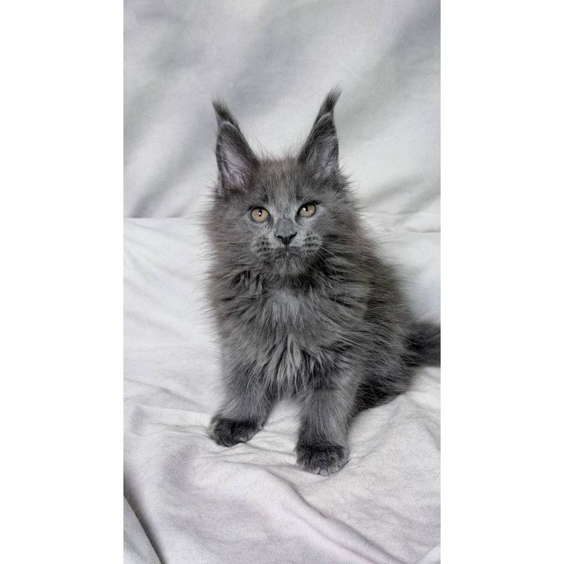 Maine Coon NOV Gracie