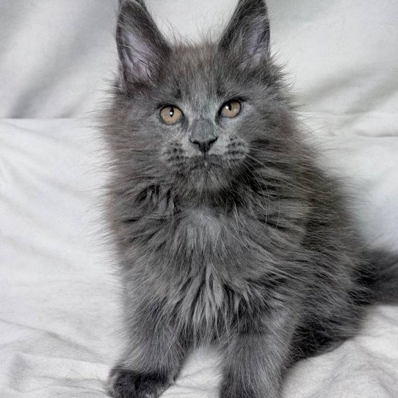 Maine Coon NOV Gracie