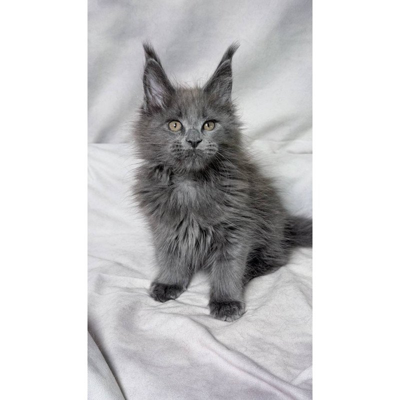Maine Coon NOV Gracie