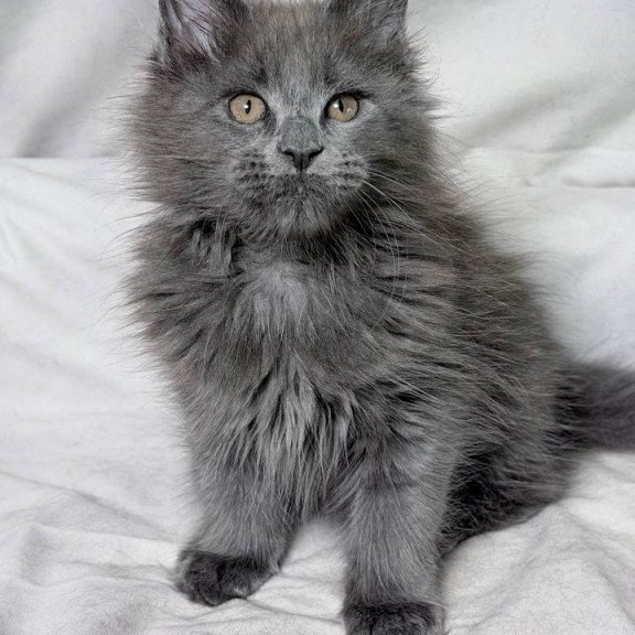 Maine Coon NOV Gracie