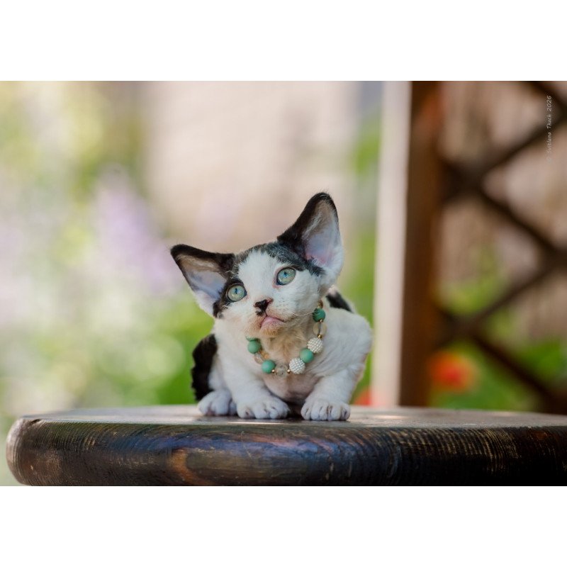Devon Rex NOV Luntik