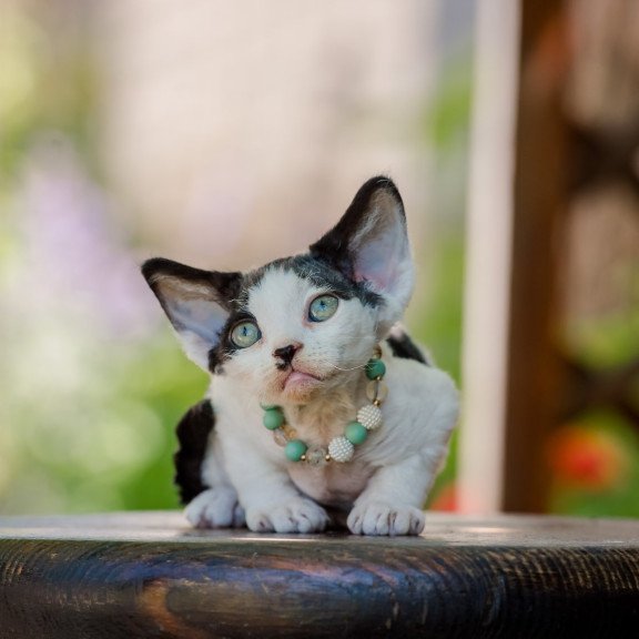 Devon Rex NOV Luntik