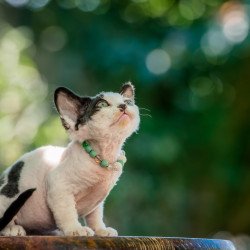 Devon Rex NOV Luntik