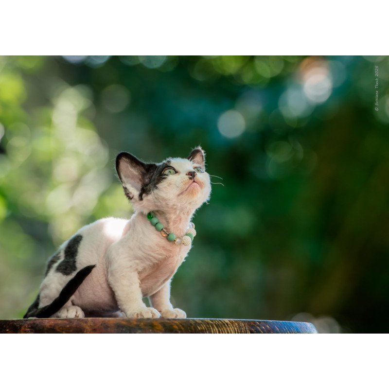 Devon Rex NOV Luntik