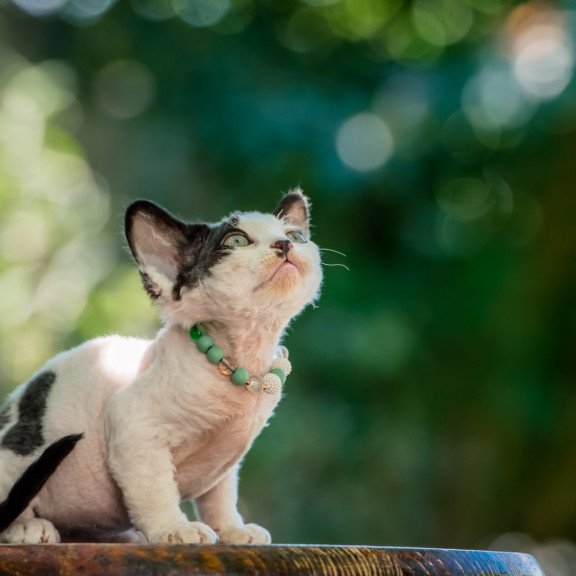 Devon Rex NOV Luntik