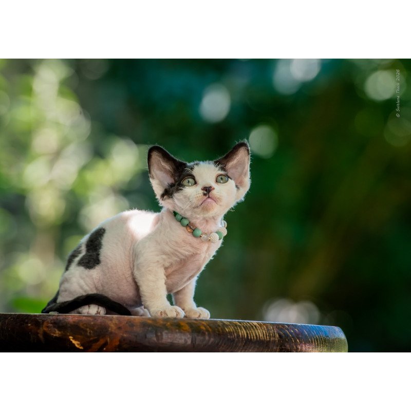 Devon Rex NOV Luntik