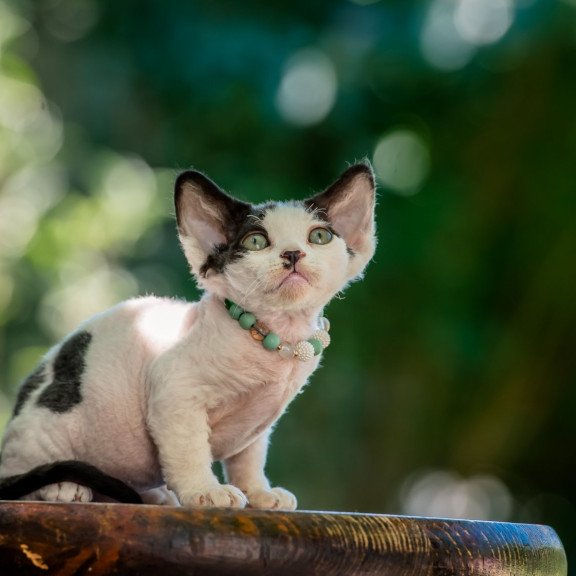 Devon Rex NOV Luntik