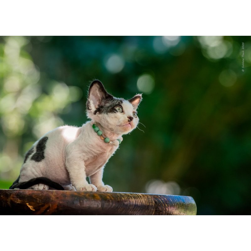 Devon Rex NOV Luntik