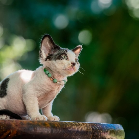 Devon Rex NOV Luntik