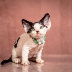 Devon Rex NOV Luntik