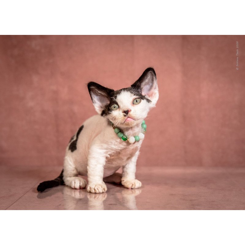 Devon Rex NOV Luntik