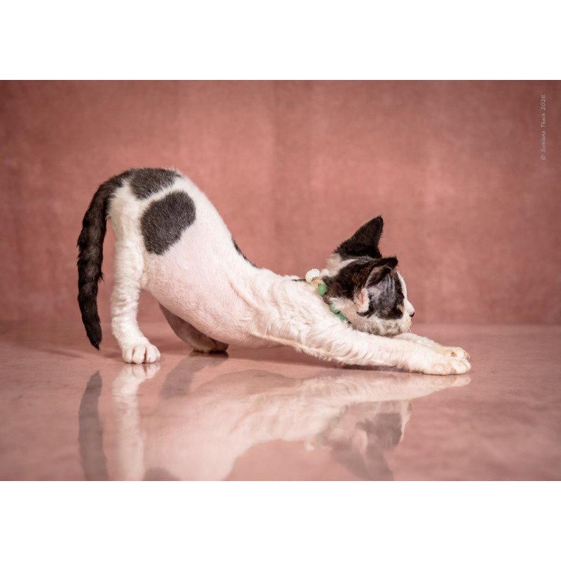Devon Rex NOV Luntik