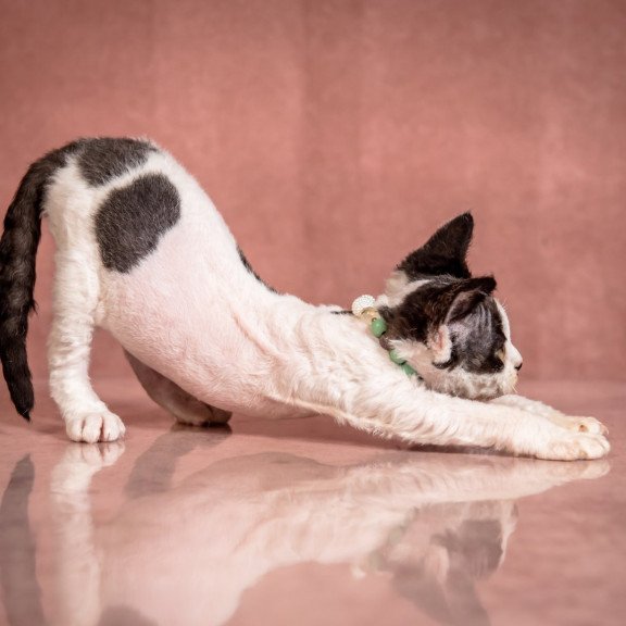 Devon Rex NOV Luntik