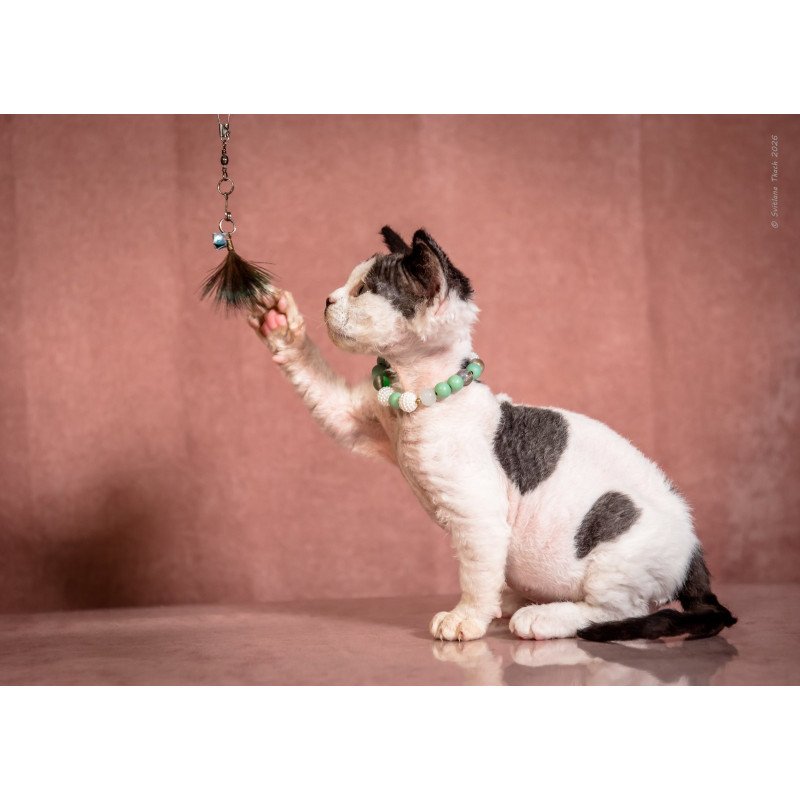 Devon Rex NOV Luntik