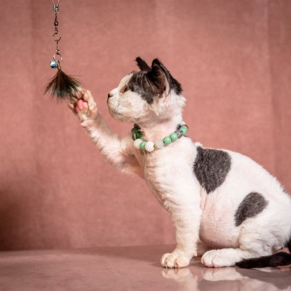 Devon Rex NOV Luntik