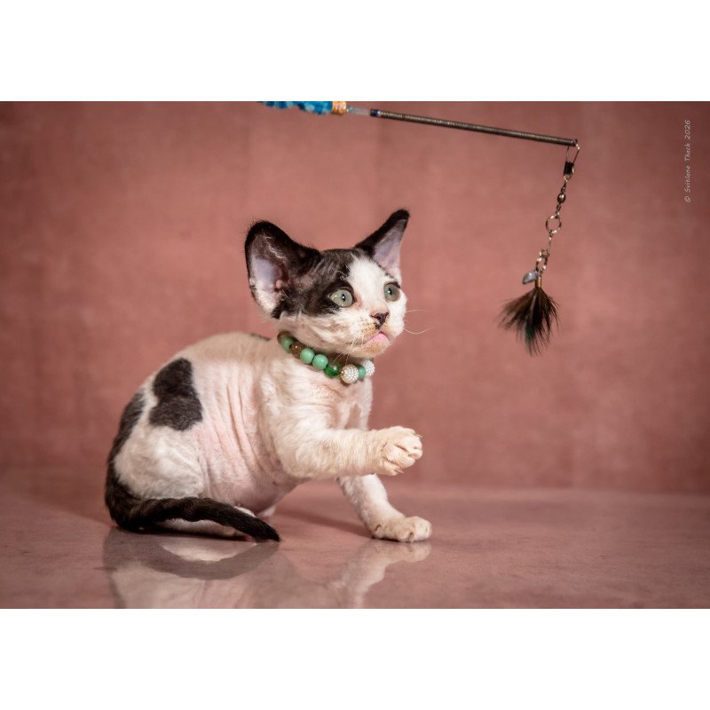 Devon Rex NOV Luntik