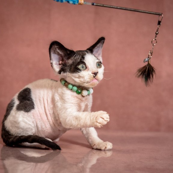 Devon Rex NOV Luntik