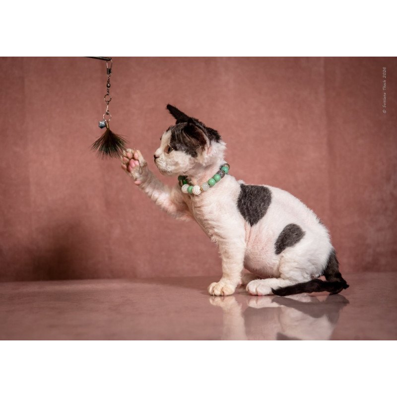 Devon Rex NOV Luntik