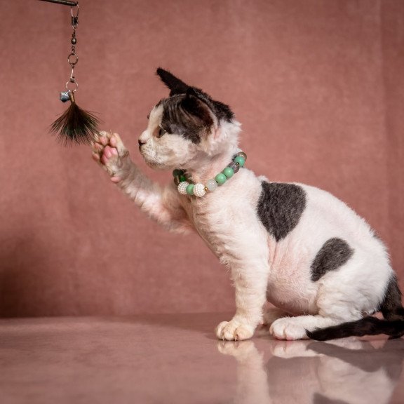 Devon Rex NOV Luntik