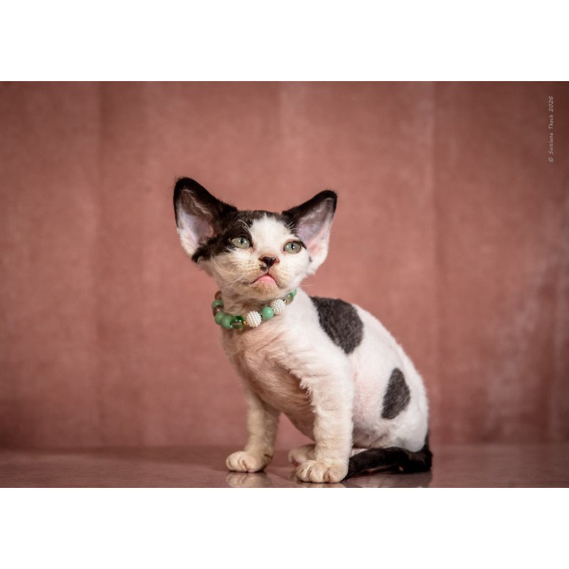 Devon Rex NOV Luntik