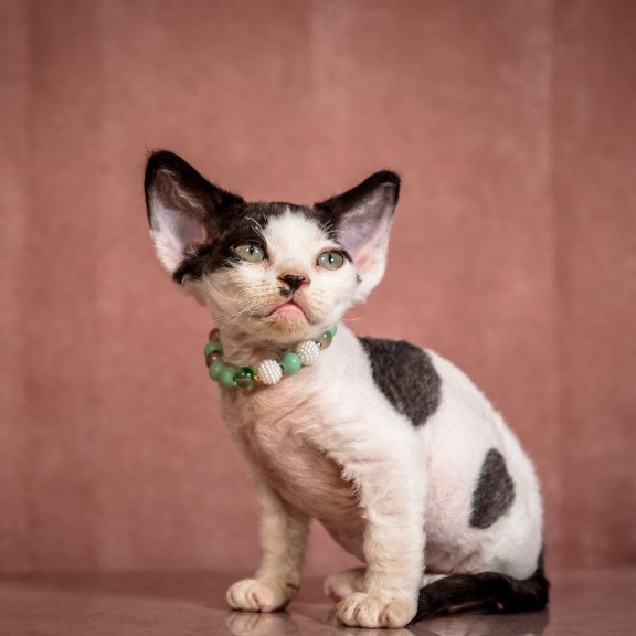 Devon Rex NOV Luntik
