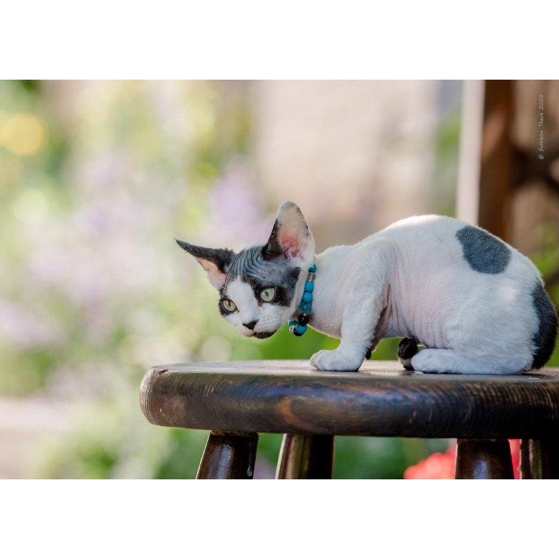 Devon Rex NOV Luke