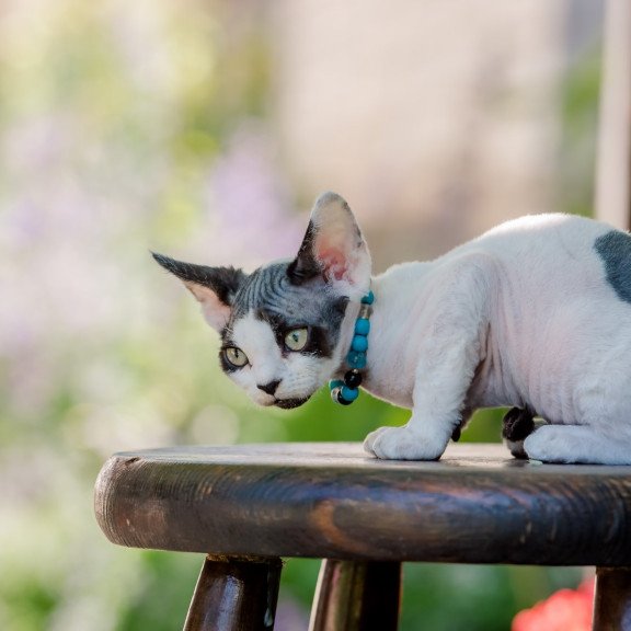 Devon Rex NOV Luke