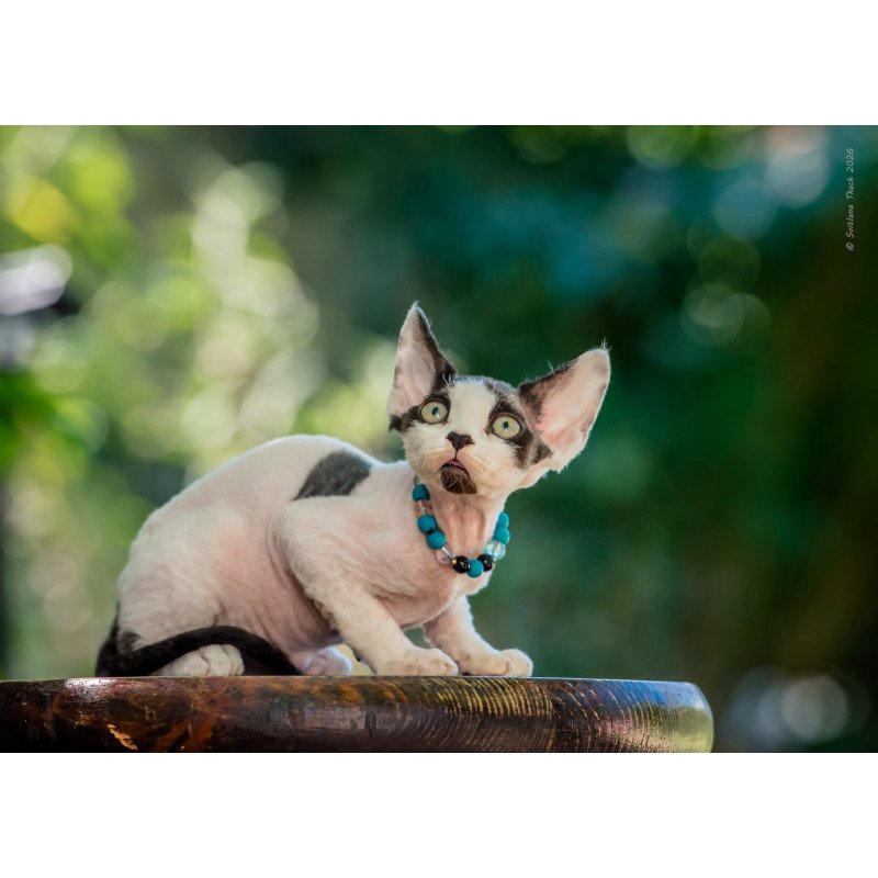 Devon Rex NOV Luke